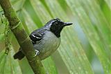 Black-faced Antbird